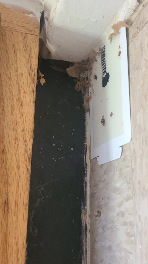 Photo of hole in wall at floor level behind furniture with cardboard cover shredded.